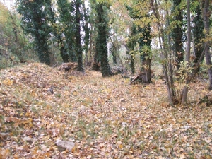 Las hojas caídas de otoño